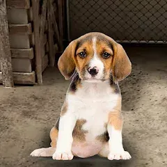 Скачать взломанную My Pet Animal Shelter World  [МОД Бесконечные деньги] - стабильная версия apk на Андроид