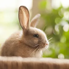 Скачать взломанную 1 picture and a few words  [МОД Много монет] - стабильная версия apk на Андроид